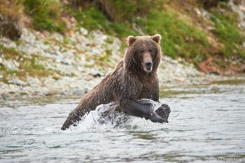 Brown bear running after salmon