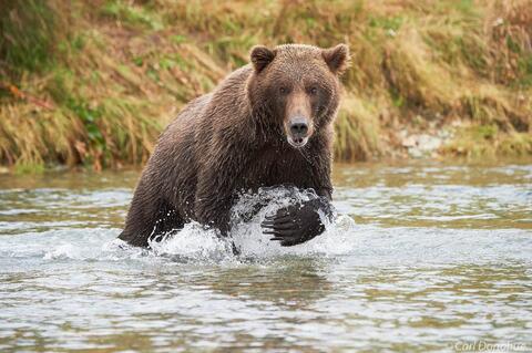 Female brown bear running after salmon