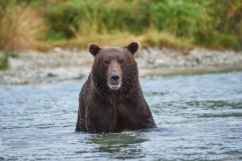 Brown bears, Katmai National Park, Alaska.