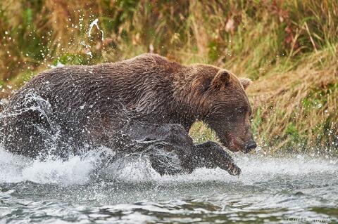 Grizzly bear sow chasing salmon photo