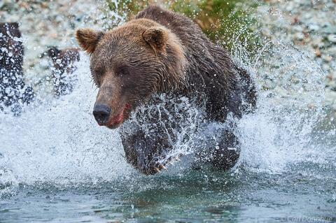 Grizzly bear sow chasing salmon photo