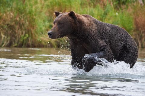 Brown bear fishing for salmon