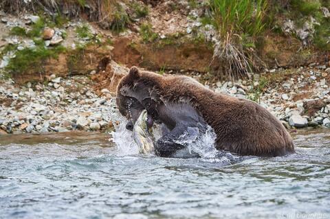 Brown bear eating a salmon photo