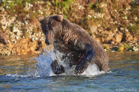 Brown bear racing after salmon
