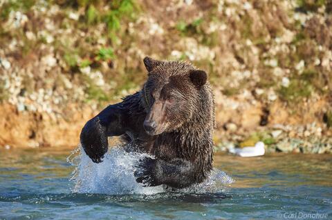 Brown bear racing after salmon in a creek Katmai National Park and Preserve, Alaska.