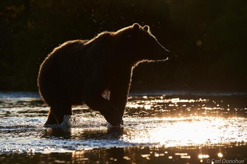Backlit brown bear photo