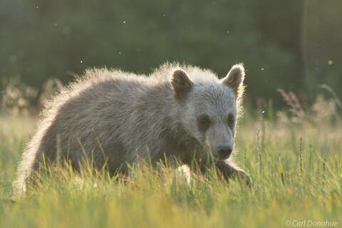Backlit brown bear cub photo