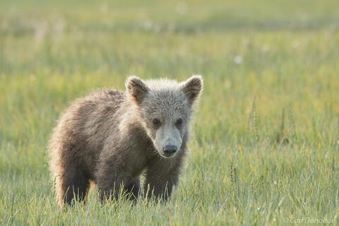 Grizzly bear cub on grass flats photo