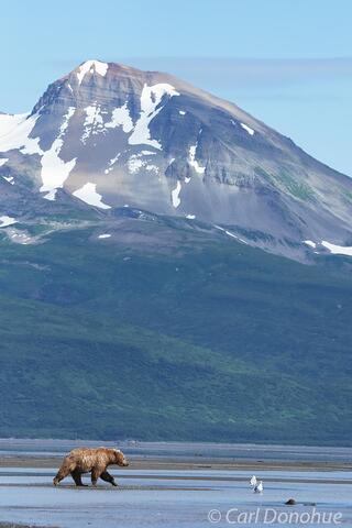 Brown bears, Katmai National Park, Alaska.