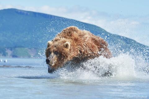 Brown bear chasing salmon photo