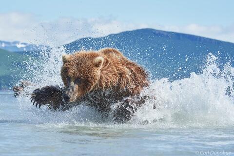 Photo of a brown bear chasing salmon
