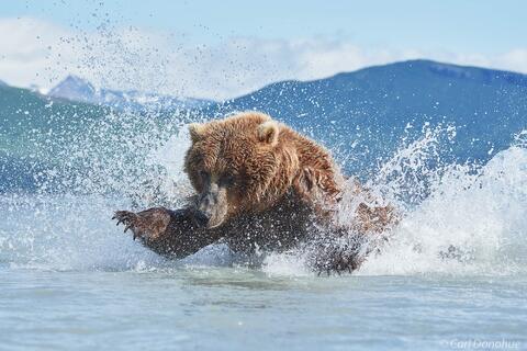 Brown bear chasing silver salmon Hallo Bay photo