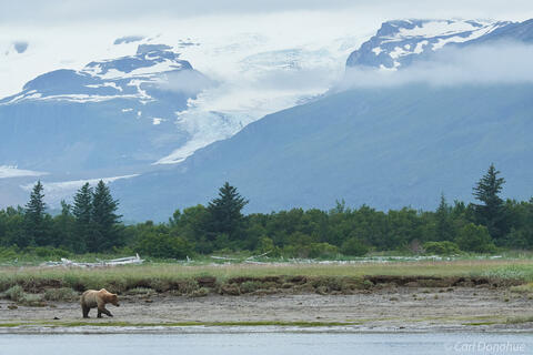 Brown bear and Hallo Glacier