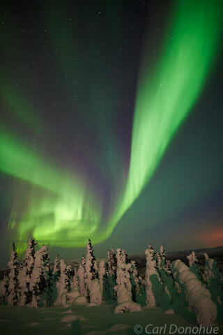 Moonlight on the trees and Aurora borealis photo