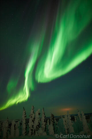 Aurora borealis snow-covered spruce trees photo