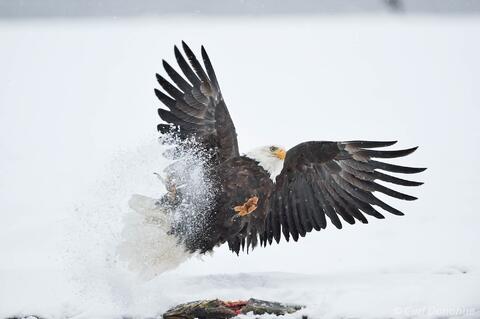 Bald eagle landing in snow, Haines Alaska
