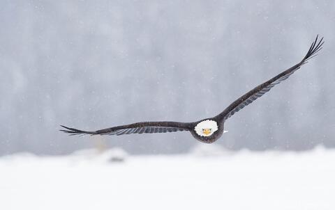 Mature bald eagle in flight, Alaska 
