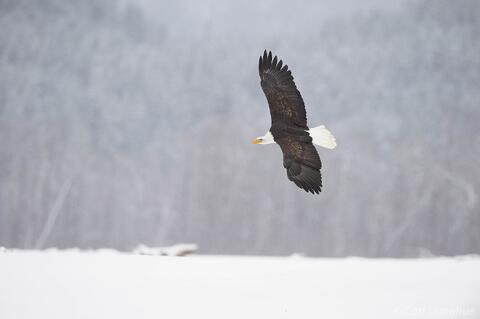 Adult bald eagle soaring against snow-covered mountain