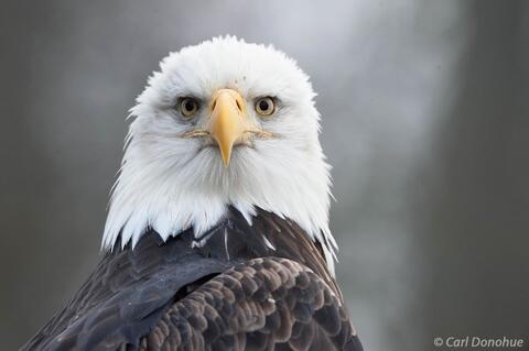 Bald eagle, perched, stares at the camera, Haines Alaska