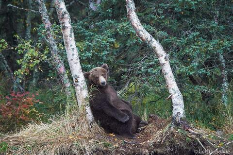 Brown bear resting against a tree photo