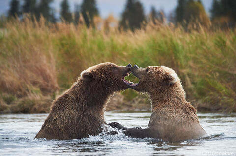 Grizzly bear cub (Ursus arctos) siblings playfighting in Brooks River, Katmai National Park and Preserve, Alaska.
