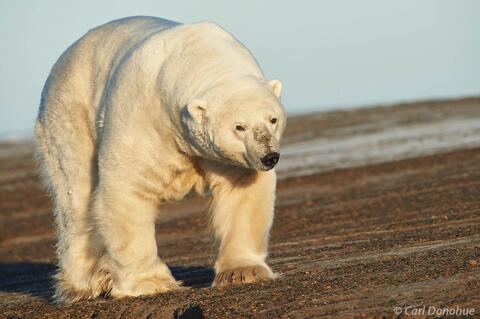Massive male Polar Bear Beaufort Sea,  Arctic National Wildlife 