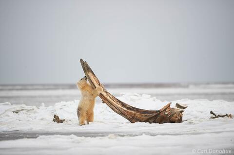 A polar bear cub stands to get a closer sniff of a large Bowhead whale bone, left over by native hunters on a past hunt. Polar Bear (Ursus maritimus), Arctic Na