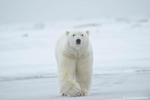 Male Polar Bear Arctic National Wildlife Refuge, Alaska