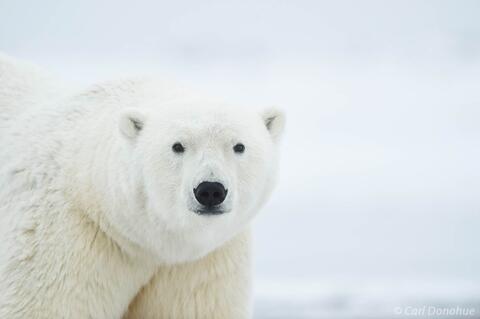 Polar Bear, on Arctic Ocean, Arctic National Wildlife Refuge