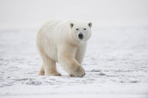 Polar Bear walking on the ice, Arctic National Wildlife Refuge