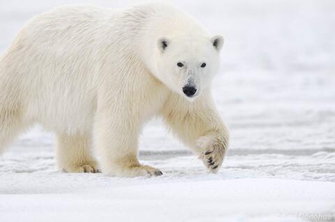 Male polar Bear walking on the ice, Arctic National Wildlife Ref
