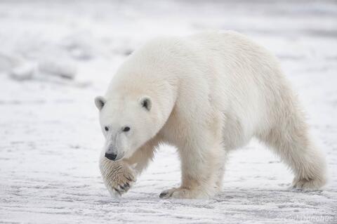 Male polar bear and Sheets of ice, Beaufort Sea Alaska