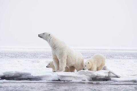 Polar Bear family on Beaufort Sea, Arctic National Wildlife Refu