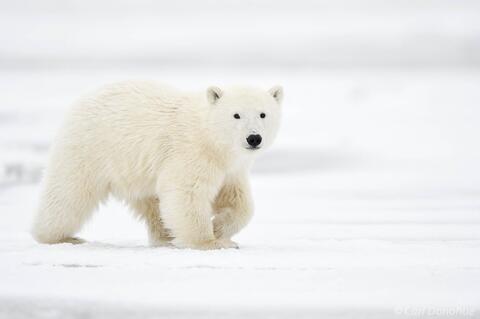 Polar Bear cub walking on ice Arctic National Wildlife Refuge
