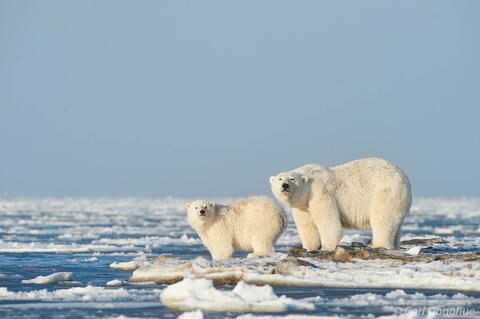 Polar Bear on the shore of Beaufort Sea, Arctic National Wildlif