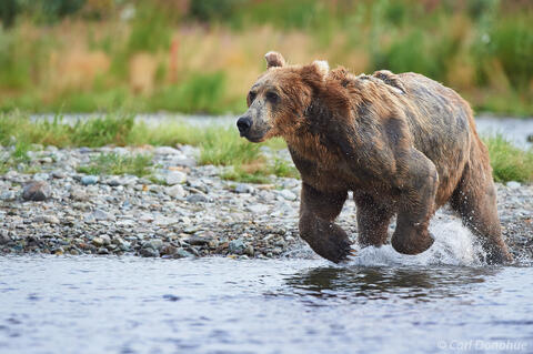 Large Male brown brown bear chasing salmon photo
