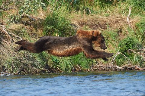 Brown bear leaps off a high bank, full stretch in the air, to try to catch a salmon in the river below.