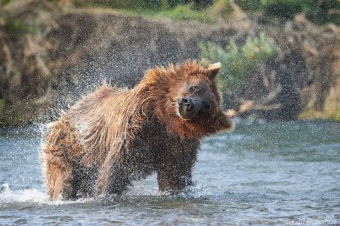 Brown bear shaking his head water drops flying