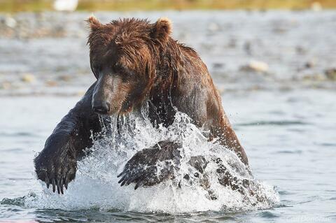 Male brown bear chasing salmon photo