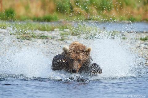 Young male brown bear chasing salmon photo