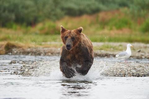 Young brown bear chasing salmon photo