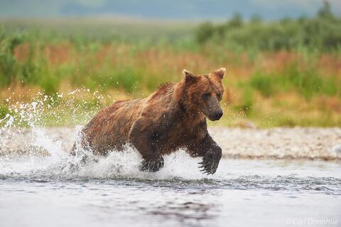 Young brown bear chasing salmon photo