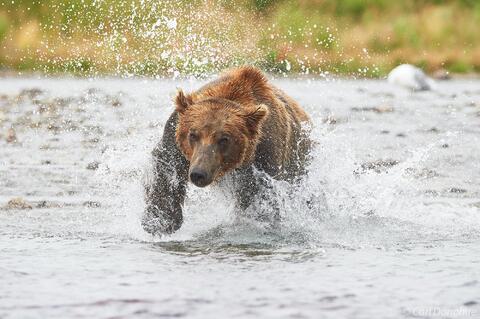 Adult male brown bear chasing salmon photo