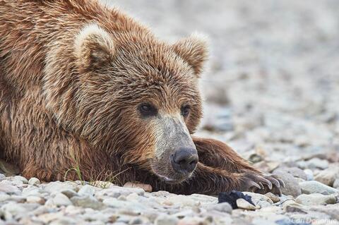 Brown bear resting photo