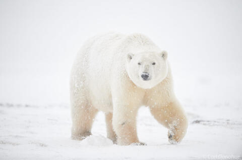 Female polar Bear in snow photo