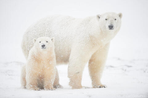 Female polar bear and her cub in snow photo