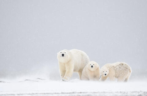 Polar bear family in a blizzard photo