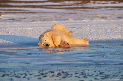 A young Polar Bear lies on the ice of the Beaufort Sea, Arctic National Wildlife Refuge, Alaska.