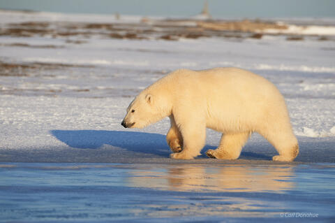 Polar Bear, Arctic National Wildlife Refuge, Alaska.