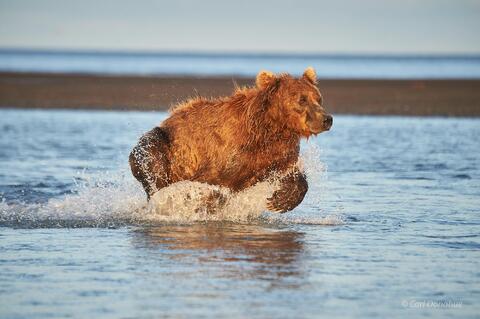 Brown bear sow chasing salmon